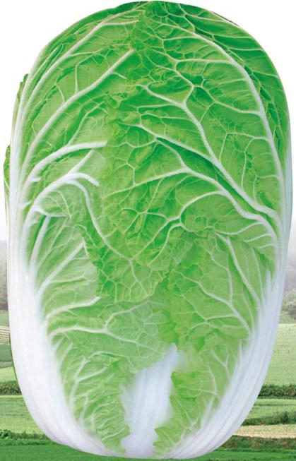 Jingzao Xinxiu——Chinese Cabbage Jingzao Xinxiu——Chinese Cabbage